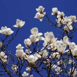 Магнолия Суланжа Альба Суперба