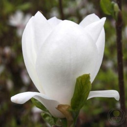 Магнолия Суланжа Альба Суперба