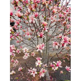 Магнолия Корал Лейк