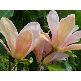 Магнолия Корал Лейк