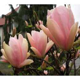 Магнолия Корал Лейк