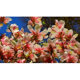 Магнолия Корал Лейк