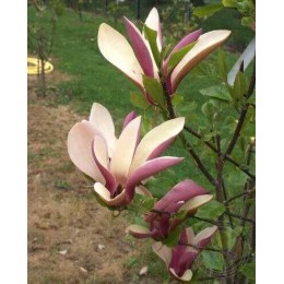 Магнолия Фёрст Лав