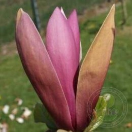 Магнолия Фёрст Лав