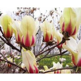 Магнолия Грин Даймонд