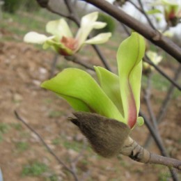 Магнолия Грин Даймонд