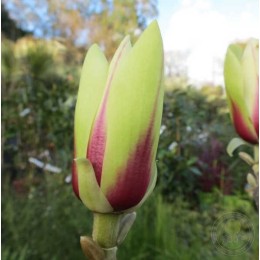 Магнолия Грин Даймонд