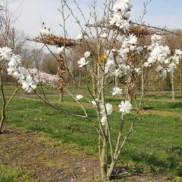 Магнолия Лебнера Уайлдкэт