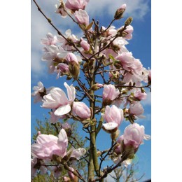 Магнолия звёздчатая Аликсид