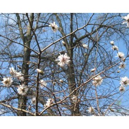 Магнолия Лебнера Паудер Пафф