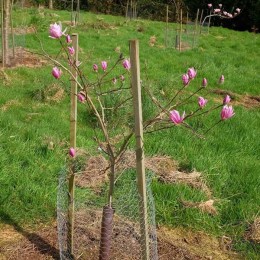 Магнолия Лебнера Распберри Фан