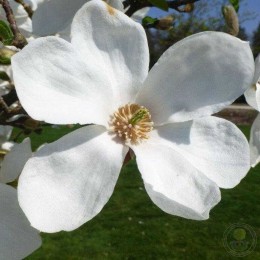 Магнолия Норман Гоулд