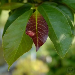 Магнолия кобус Эсвельд Селект