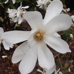 Магнолия Лебнера Донна