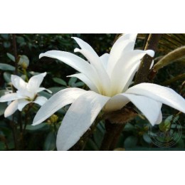 Магнолия Лебнера Донна