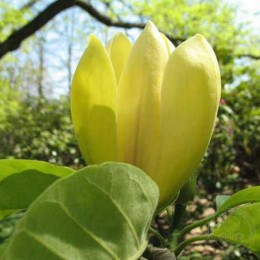 Магнолия бруклинская Йеллоу Бёрд