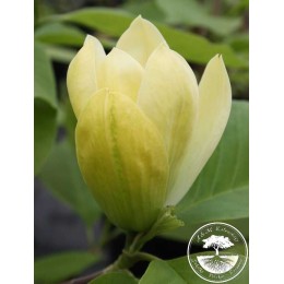 Магнолия Анилу