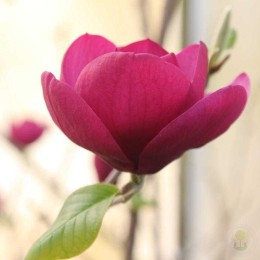 Магнолия Блэк Тюлип