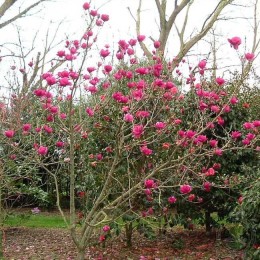 Магнолия Клеопатра