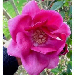 Магнолия Клеопатра