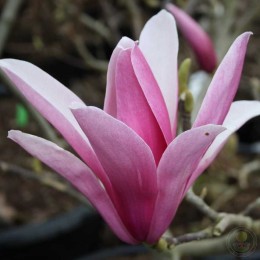 Магнолия Сентинел