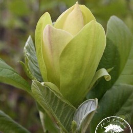 Магнолия Солар Флэр