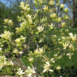 Магнолия Солар Флэр