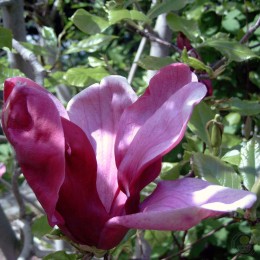 Магнолия бруклинская Блэк Бьюти