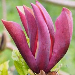 Магнолия бруклинская Блэк Бьюти