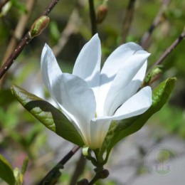 Магнолия Лебнера Сноудрифт