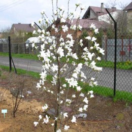Магнолия Лебнера Сноудрифт