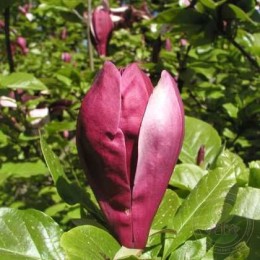 Магнолия лилиецветная Нигра