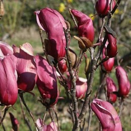 Магнолия лилиецветная Нигра