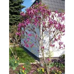 Магнолия лилиецветная Нигра