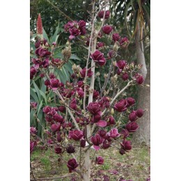 Магнолия Суланжа Джинни