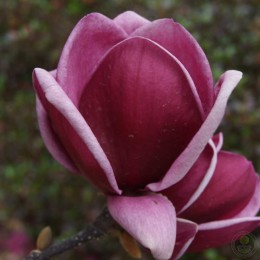 Магнолия Суланжа Джинни