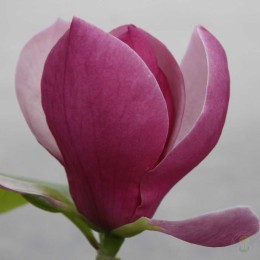 Магнолия Суланжа Леннеи