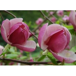 Магнолия Суланжа Леннеи