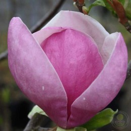 Магнолия Суланжа Леннеи