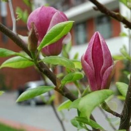 Магнолия Суланжа Леннеи