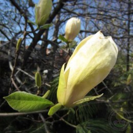 Магнолия Йеллоу Лантерн