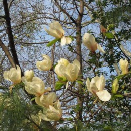 Магнолия Йеллоу Лантерн