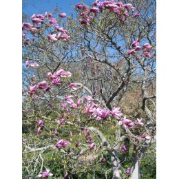 Магнолия Рикки