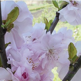 Миндаль Снега Уимуры