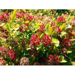 Пузыреплодник калинолистный Распберри Лемонад