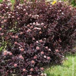 Пузыреплодник калинолистный Файрсайд