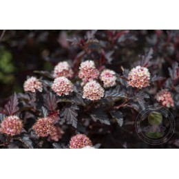 Пузыреплодник калинолистный Файрсайд