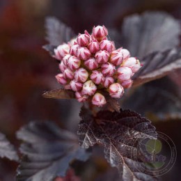 Пузыреплодник калинолистный Файрсайд