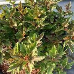 Пузыреплодник калинолистный Литтл Лина