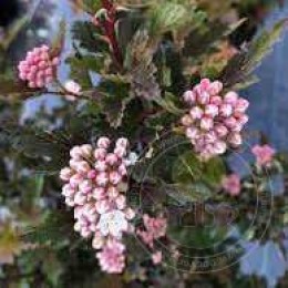 Пузыреплодник калинолистный Литтл Лина